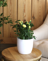 Yellow flowered rose plant